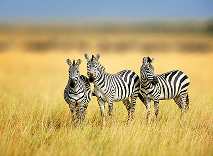 TANZANIA