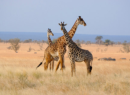 TANZANIA